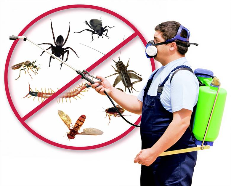 مكافحة حشرات بالرياض