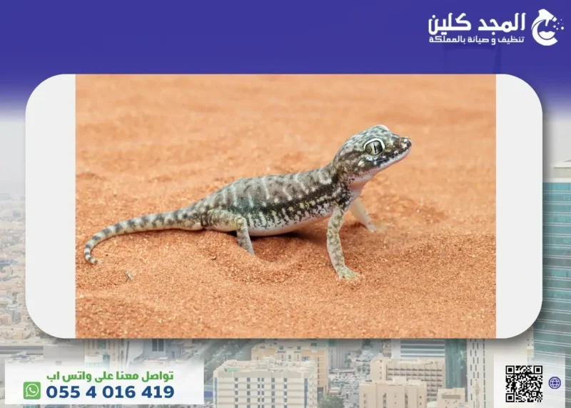 كل ماتحتاج معرفته حول الوزغ - الأضرار والفوائد وكيفية المكافحة