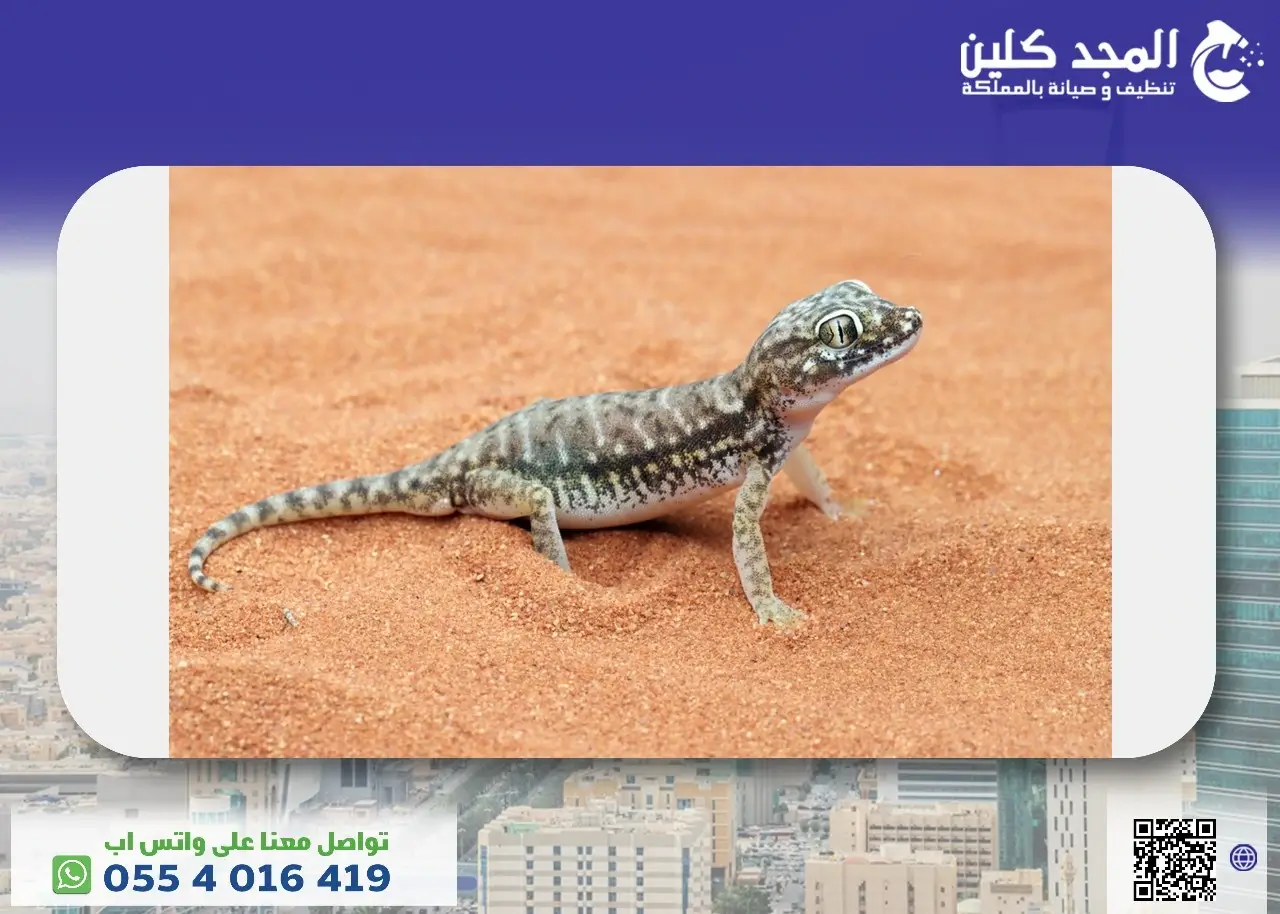 كل ماتحتاج معرفته حول الوزغ - الأضرار والفوائد وكيفية المكافحة