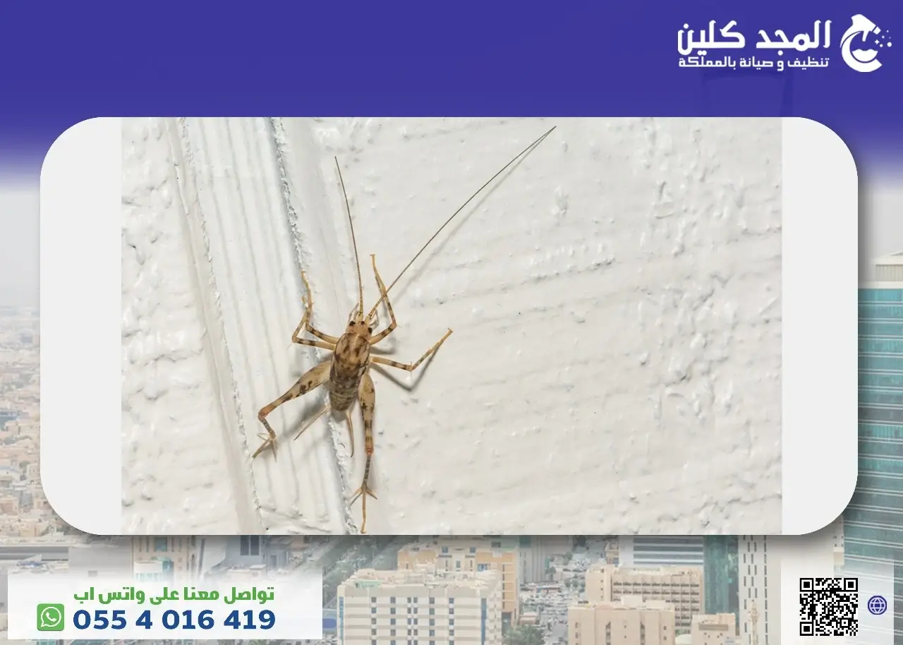 طرق التخلص من العناكب في المنزل بسهولة