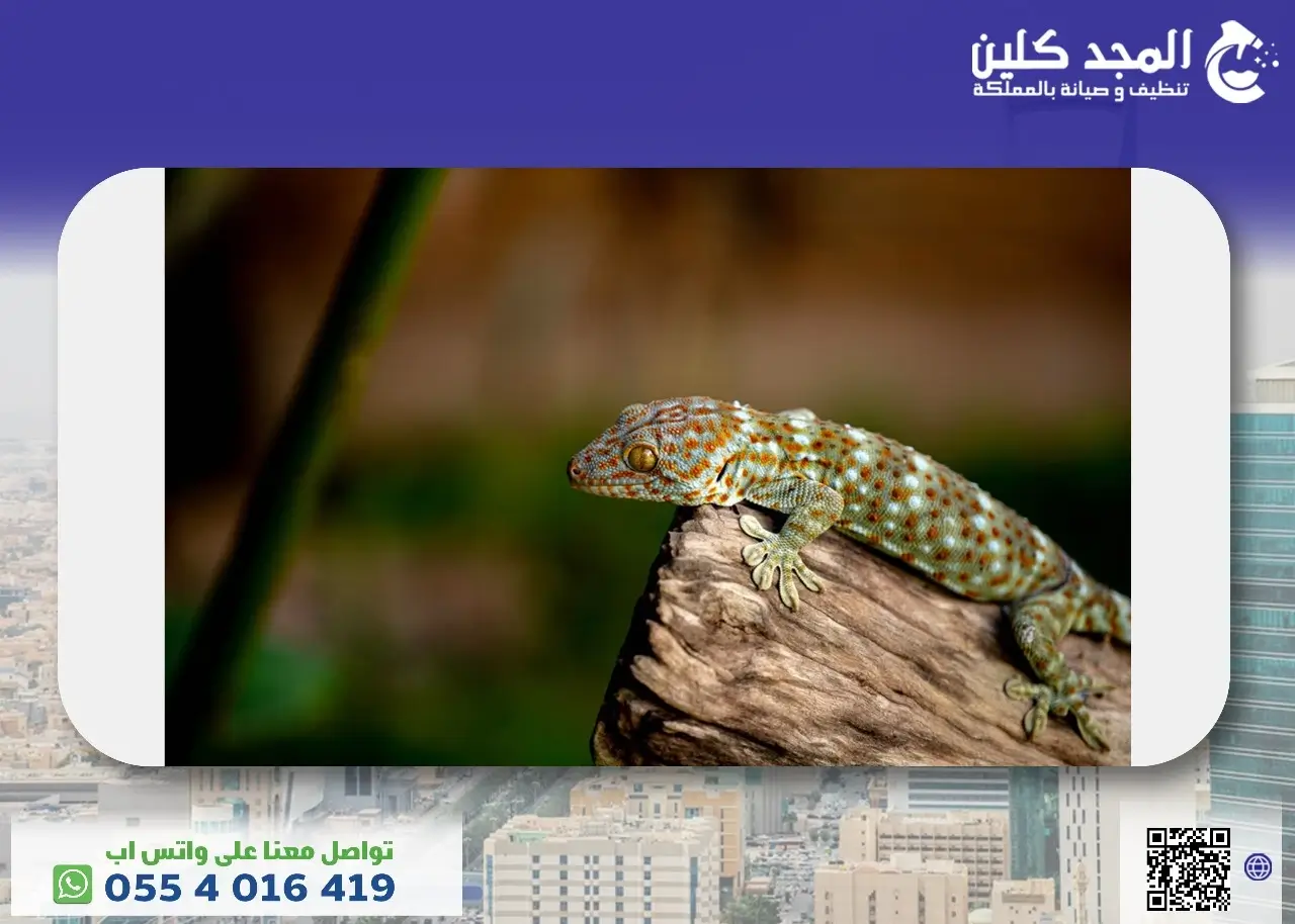 كل ماتحتاج معرفته حول الوزغ