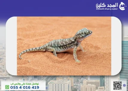 كل ماتحتاج معرفته حول الوزغ