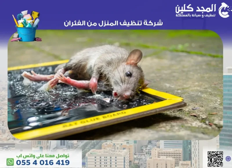 شركة تنظيف المنزل من الفئران 0554016419 المجد كلين