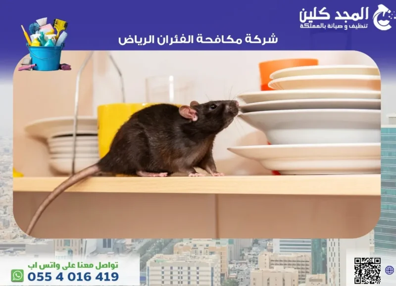 شركة مكافحة الفئران الرياض