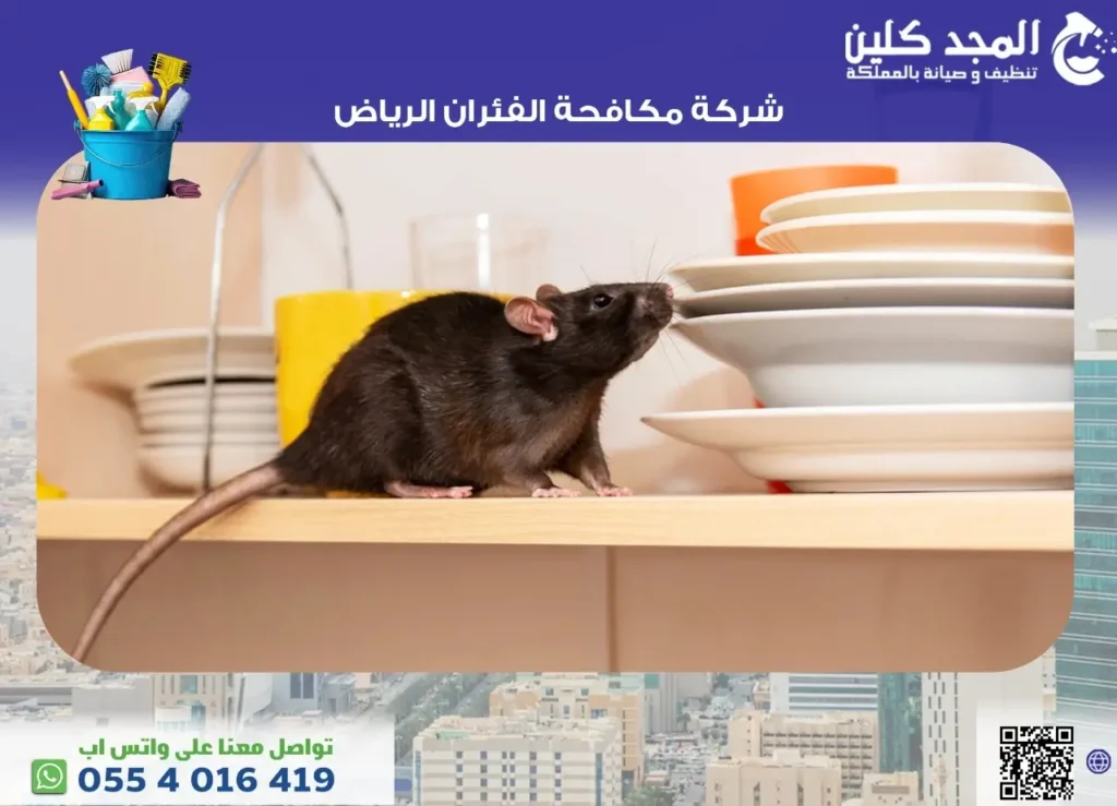 شركة مكافحة الفئران الرياض